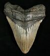 Inch Megalodon Tooth #4991-1
